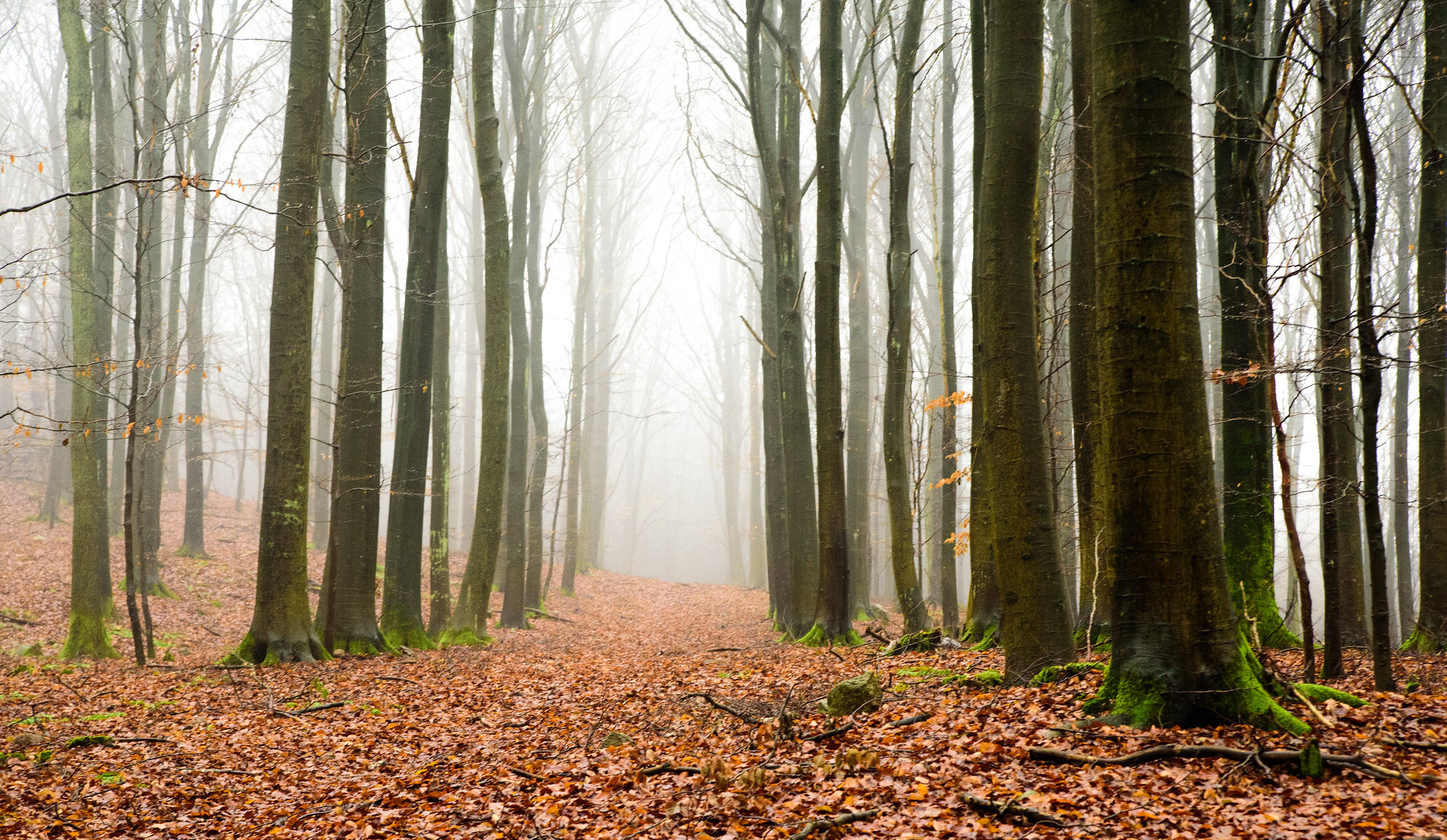 Forest in Sweden
