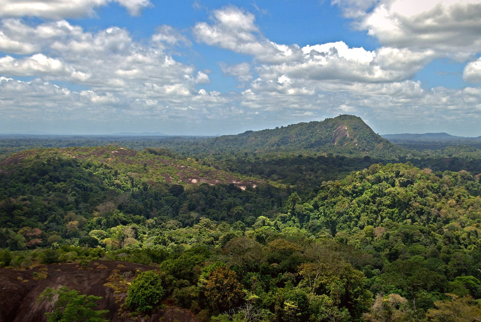 Suriname forests